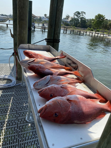 Felt the thrill in Gulf Shores' waters.